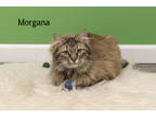 Morgana, Domestic Longhair For Adoption In Pekin, Illinois