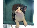 Patches, Domestic Shorthair For Adoption In Keswick, Ontario