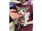 Binnie, Domestic Shorthair For Adoption In Oakland, New Jersey