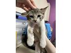 Emerson, Domestic Shorthair For Adoption In Oakland, New Jersey