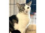 Keona, Domestic Shorthair For Adoption In Honolulu, Hawaii