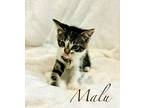 Malu, Domestic Shorthair For Adoption In Honolulu, Hawaii