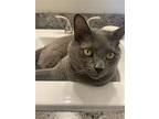 Tibby (& Mitts) Bonded, Domestic Shorthair For Adoption In Herndon, Virginia