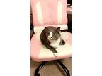 Mitts (& Tibby) Bonded, Domestic Shorthair For Adoption In Herndon, Virginia
