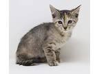 Strawberry Is Stunningly, Domestic Shorthair For Adoption In South Salem