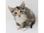 Olive Is Omg Gorgeous!, Calico For Adoption In South Salem, New York