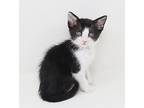 Scalliwags Is A Sweetie, Domestic Shorthair For Adoption In South Salem