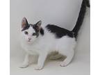 Blanca Is A Beauty Inside N Ou, Domestic Shorthair For Adoption In South Salem
