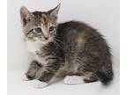 Cherry Is A Teeny Tiny Squirt!, Domestic Shorthair For Adoption In South Salem