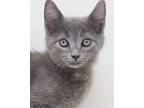 Mandy Our Grey Mushball, Russian Blue For Adoption In South Salem, New York