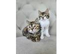 Flora And Tweed, Domestic Shorthair For Adoption In South Salem, New York