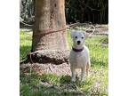 Rain, Jack Russell Terrier For Adoption In Davie, Florida