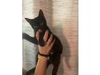 Popsicle, Domestic Shorthair For Adoption In Chiefland, Florida