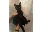 Froyo, Domestic Shorthair For Adoption In Chiefland, Florida