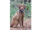 Reesey, Labrador Retriever For Adoption In Portage, Wisconsin