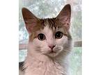 Donny (BONDED with Marie) Domestic Mediumhair Kitten Male