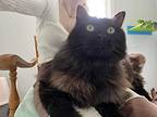 Kitty Booboo, Domestic Longhair For Adoption In Southbury, Connecticut
