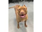 Velveeta, American Pit Bull Terrier For Adoption In Richmond, Virginia
