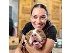 Reggie, American Staffordshire Terrier For Adoption In Provo, Utah