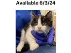 Cat Condo #2, Domestic Shorthair For Adoption In Greenville, Texas