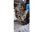 Nancy, Domestic Shorthair For Adoption In Middle Village, New York