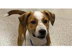 Lychee (24-080 D), Jack Russell Terrier For Adoption In Saint Johns, Michigan