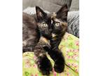 Fluffles, Domestic Shorthair For Adoption In Plymouth, Minnesota