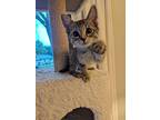 Willa, Domestic Shorthair For Adoption In Plymouth, Minnesota