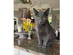 Mr. Blue Boy, Russian Blue For Adoption In Athens, Tennessee