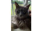 Fluffy, Russian Blue For Adoption In Athens, Tennessee