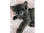 Coronis, Domestic Mediumhair For Adoption In Athens, Tennessee