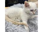 Crumble, Siamese For Adoption In Athens, Tennessee
