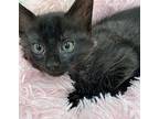 Calliopie, Domestic Longhair For Adoption In Athens, Tennessee