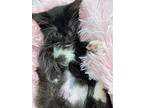 Callisto, Domestic Longhair For Adoption In Athens, Tennessee