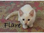 Flare, Domestic Shorthair For Adoption In Ball Ground, Georgia