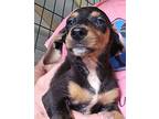 Carmela's Puppies, Dachshund For Adoption In Ridgeland, South Carolina