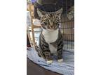 Flower, Domestic Shorthair For Adoption In Germantown, Ohio