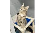 Tilly, Domestic Shorthair For Adoption In Orillia, Ontario