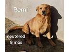 Remi Cp, Golden Retriever For Adoption In Lake Forest, California