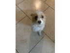 Mika, Terrier (unknown Type, Medium) For Adoption In Rosenberg, Texas
