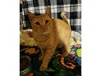 Arlet Orchard, Domestic Shorthair For Adoption In Mount Laurel, New Jersey