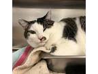 Patches, Domestic Shorthair For Adoption In Richmond, Virginia