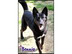 Bonnie, Retriever (unknown Type) For Adoption In Shippenville, Pennsylvania