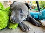 Hazel Summer, American Pit Bull Terrier For Adoption In Rosharon, Texas
