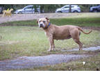 74266a Lady, American Staffordshire Terrier For Adoption In North Charleston