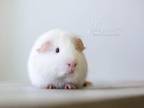 Alvin, Guinea Pig For Adoption In Reisterstown, Maryland
