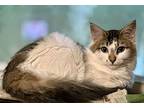 Marie (BONDED with brother Donny) Domestic Mediumhair Kitten Female