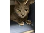 Teddy Bear, Domestic Shorthair For Adoption In Reisterstown, Maryland