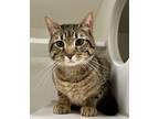 Arcas, Domestic Shorthair For Adoption In Reisterstown, Maryland