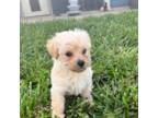 Poodle (Toy) Puppy for sale in Ludlow, MO, USA